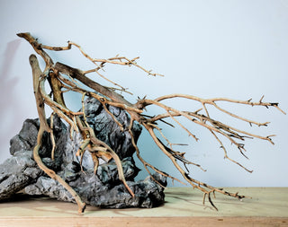 Manzanita Driftwood Set