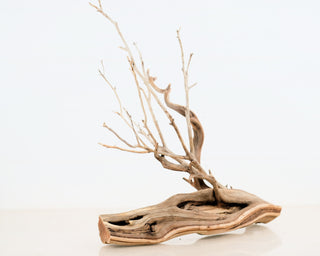 Manzanita Set of 2 (14.5", 18.5")