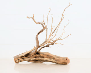 Manzanita Set of 2 (14.5", 18.5")