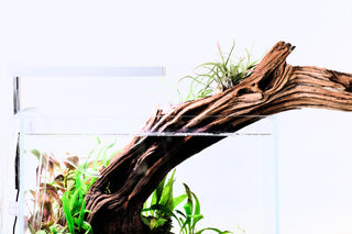 manzanita driftwood aquarium driftwood