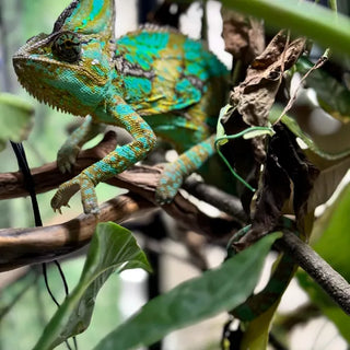 reptile stick pack chameleon