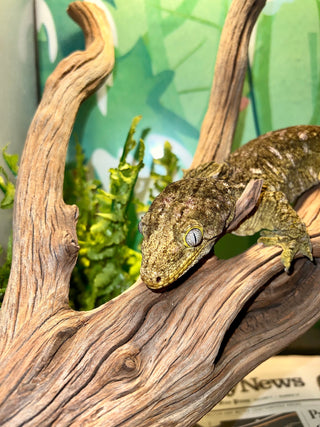 manzanita driftwood reptile on wood